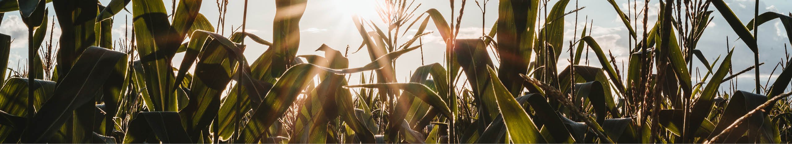 What to expect when getting your cannabis company ready for an IPO